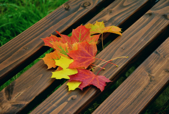 congerdesign autumn leaves 1740841 1280 1